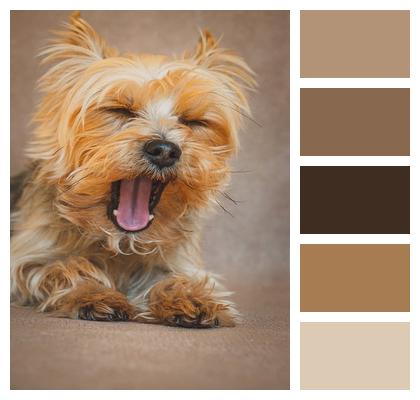 Dog Yorkshire Terrier Pet Image